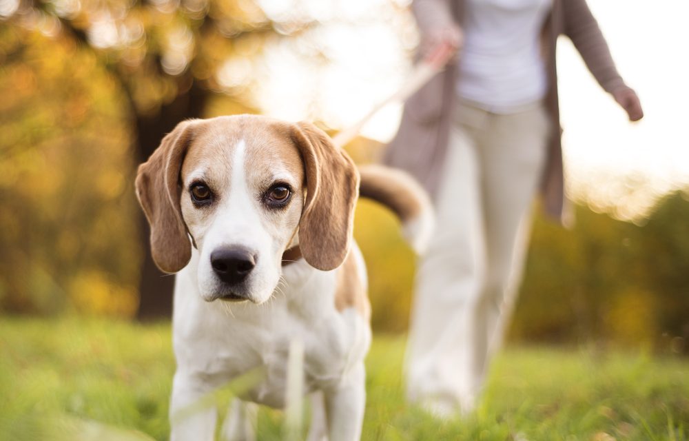 Uninsured dog walking fields could cost Welsh landowners dear, warns animal trades expert