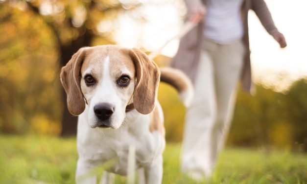 Uninsured dog walking fields could cost Welsh landowners dear, warns animal trades expert
