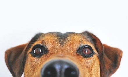 Pets at Home Swansea pledges support for RSPCA Llys Nini Animal Centre in nationwide summer fundraising appeal