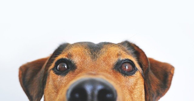 Pets at Home Swansea pledges support for RSPCA Llys Nini Animal Centre in nationwide summer fundraising appeal