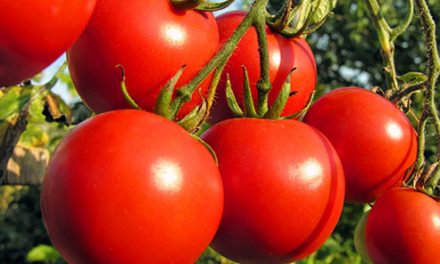 TOMATOES – NUTRITIONAL PROPERTIES