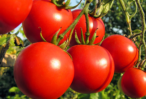 TOMATOES – NUTRITIONAL PROPERTIES