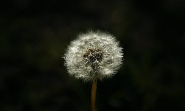 Why is hayfever worse at night?