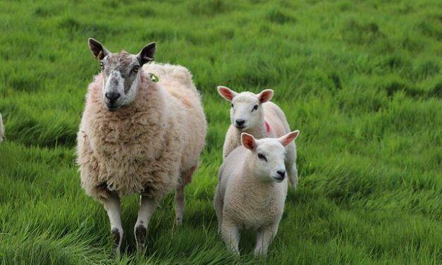 Discover the Best Kid-Friendly Activities in Wales This June