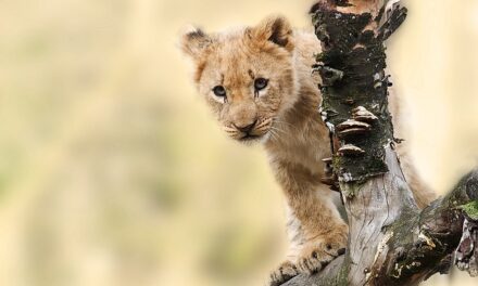 The Enduring Legacy of The Lion King: A Timeless Tale of Courage and Redemption