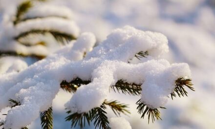 Severe Weather and Travel Disruptions Across Wales