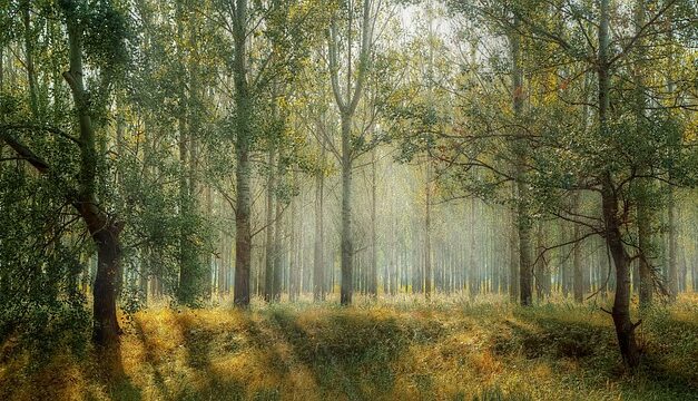 Kielder Forest: England’s Vast Wilderness and Stargazing Haven