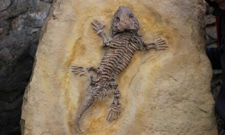 Discover Charmouth Beach: A Fossil Hunter’s Paradise on the Jurassic Coast