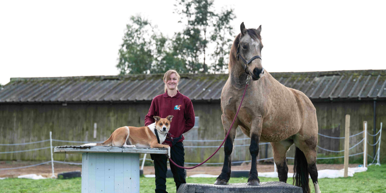 Start Up Loans creates stable revenue for North Wales animal behaviour business