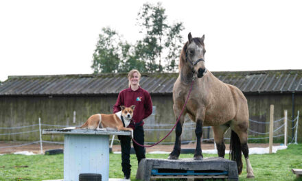 Start Up Loans creates stable revenue for North Wales animal behaviour business