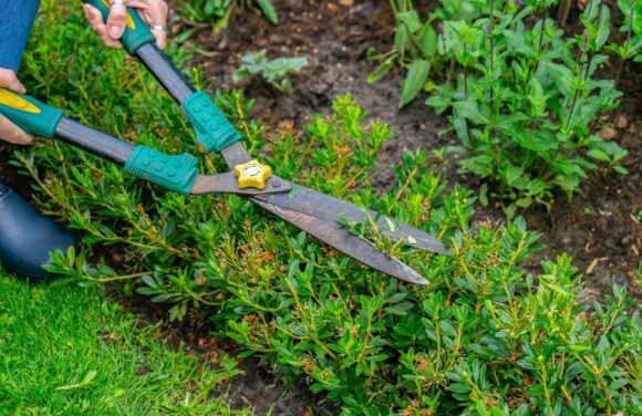 How to prune your Bloombux® in June/July