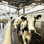 3D cattle monitoring tech boosts animal welfare and milk production at land-based college