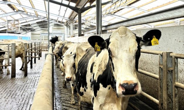 3D cattle monitoring tech boosts animal welfare and milk production at land-based college