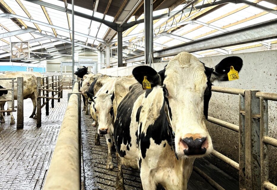 3D cattle monitoring tech boosts animal welfare and milk production at land-based college